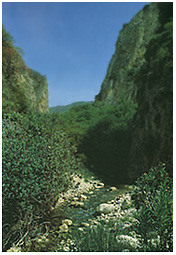 A stream in springtime.